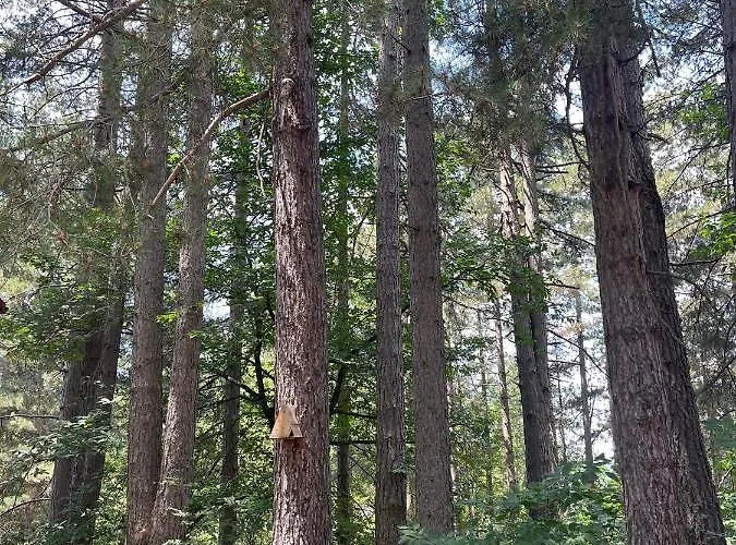 דירה La Veranda Nella Neve - קמיליאטלו סילאנו