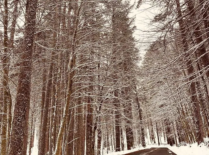 La Veranda Nella Neve - דירה קמיליאטלו סילאנו